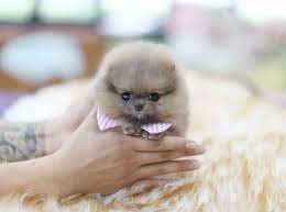 Looking for a free or cheap (200) large breed dog. Teacup Puppies For Sale Teacup Puppy Miniature Toy Dogs Teacup Puppies For Sale Home Facebook 7 Best Che Teacup Puppies Cheap Puppies Teacup Puppies For Sale
