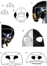 Image result for Sida hoepfneri