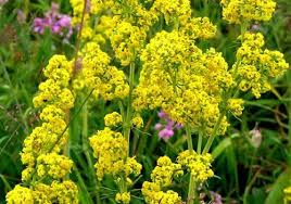 Yogurt Otunun Duyunca Aktara Kosturacak 8 Faydasi Herbs Diet And Nutrition Eye Care