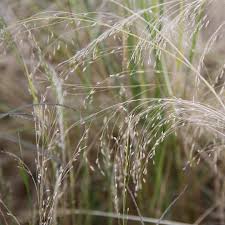 Image result for Eragrostis tef