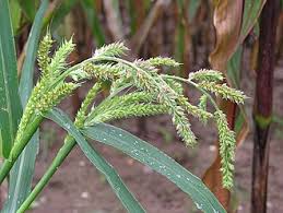 Image result for Echinochloa jubata