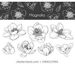 Anemone Flower Tattoo Black And White Drawing Magnolia Flowers Black And White Line Illustration On A White Background With Images Flower Drawing Drawings Black And White Drawing
