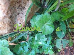 Image result for Terminalia kilimandscharica