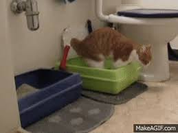 Find hot uk deals from argos, o2, urban outfitters, nakd, john lewis, currys & many more. Cat Wipes Butt On Carpet On Make A Gif