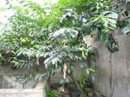 Image result for Picralima nitida