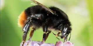 Uk Bumblebee Species Guide Blooms For Bees