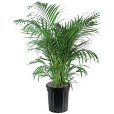 Philodendron adalah sejenis pokok hiasan dalam rumah yang menjalar yang memiliki daun bentuk hati. Pokok Hiasan Dalaman Shefalitayal