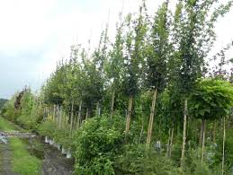 Door de doorgaande stam en de opgaande takken krijgt deze boom een mooie dichte gesloten kroon. Baumschule Eggert Blutenstraucher Baumschulen Heckenpflanzen Acer Campestre Elsrijk Feldahorn Elsrijk Jetzt In Der Baumschule Kaufen