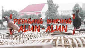 Burung dara murah boyolali / foto: Jual Beli Burung Dara Murah Di Bekasi Cute766