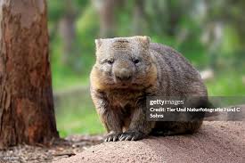 Image result for Common wombat