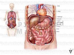 The chief functions of the spleen are:to filter blood. Stock Spleen Normal Anatomy Illustrated Verdict