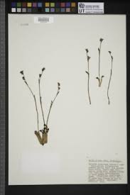 Image result for Cyanotis lanata