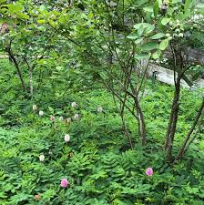 Whether you're working with sun or shade conditions, this basic gardening list features 12 of our ground cover favorites. Sun Loving Perennial Groundcovers Can Take The Heat