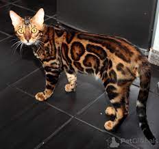 Mating Bengal Cat In The City Of Kharkov Ukraine Price 250 Announcement 8089