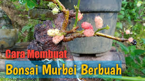 Cara Membuat Bonsai Murbei Berbuah Youtube