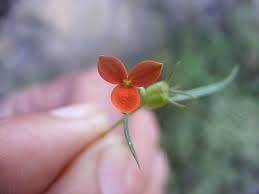 Image result for Kohautia