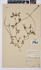 Image result for Indigofera inhambanensis