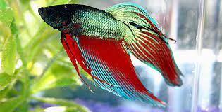 Betta Fish Breeds Information And Pictures Of Saltwater And Fresh Water Fish