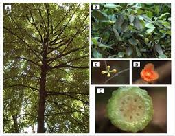 Image result for Garcinia pachyclada