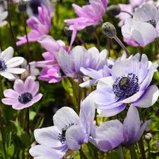 Image result for Anemone transvaalensis