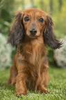 Dachshund (longhaired) - Dog Breeds - Dog