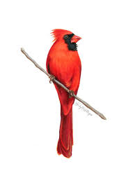 Black And Red Cardinal Bird Red Cardinal Wildlife Illustration By Kendyll Hillegas Realistic Watercolor And Colored Pencil Painting For Red Bird Tattoos Bird Tattoo Sleeves Birds Tattoo