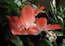 From the sprite series, here's christmas cactus sprite. Feeling Christmas Cactusy