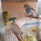 Tepeli Muhabbet Kusu Muhabbet Kuslari Kus Kus Yemi