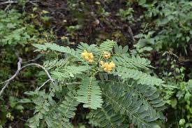 Image result for Fabaceae subfamily Caesalpinioideae
