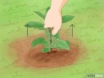 How to Get Rid of Pokeweed: 9 Expert Tips