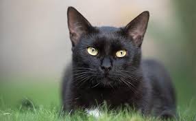 We did not find results for: Black Cat Names 225 Unique And Cool Names Petmoo