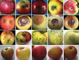 Application Of Image Processing In Fruit And Vegetable Analysis A Review