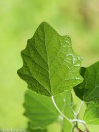 Image result for Populus ×  canescens