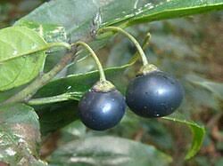 Image result for Rhamnus prinoides