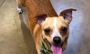 Welcome to our calendar contest! Looking To Adopt A Pet Here Are 5 Cuddly Canines To Adopt Now In