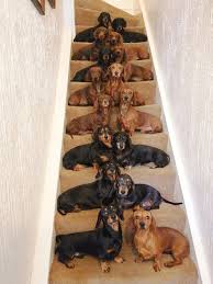 Hi i am milo and i am ready for my new home. 50 Dandy Dachshunds Ideas Dachshund Dachshund Love Weenie Dogs