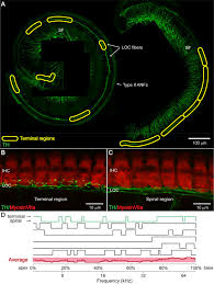 Check spelling or type a new query. Sound Exposure Dynamically Induces Dopamine Synthesis In Cholinergic Loc Efferents For Feedback To Auditory Nerve Fibers Elife