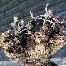 Image result for Xerophyta trichophylla