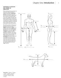 Color both the left and right hypochondriac regions. Anatomy Coloring Book Kaplan Ww Pdf