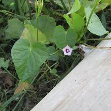Image result for Ipomoea sinensis