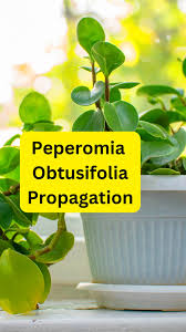 Image result for Peperomia bangroana