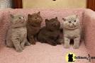 Find British Shorthair Kittens For Sale by Reputable Breeders