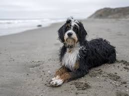 At dj's designer doodles it is our goal to raise quality miniature bernedoodles, more than a pet, a masterpiece of love joy and affection. Best Bernedoodle Breeders In Indiana Top 5 Picks The Dogs Journal