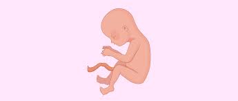 4 Meses De Embarazo Sintomas En La Madre Y Desarrollo Del Bebe