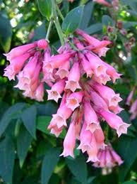 Image result for Cestrum elegans