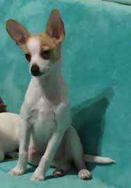 It is a cross between the chihuahua and the border collie. Mischlingshunde Abzugeben Hunde Haustier Anzeiger Border Collie Welpen Wirklich Was Du Uber Sie Wissen Musst Border Sch Chihuahua Mix Chihuahua Border Collie