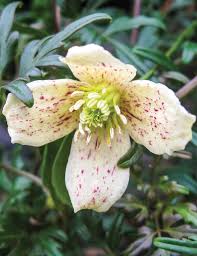 Maybe you would like to learn more about one of these? Evergreen Clematis Balearica Tesselaar