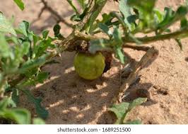 Image result for Solanum supinum