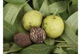 How To Remove Walnut Stains From Skin Black Walnut Tree Black Walnut Extract Walnut Fruit