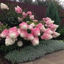 Image result for hydrangea paniculata vanille fraise